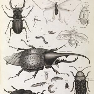 Insect illustrations, 1823 C017 / 8065