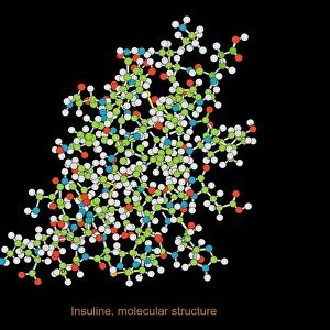 Insulin molecule