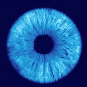 The iris of the eye