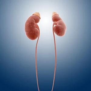 Kidneys and ureters, artwork C013 / 4668