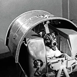 Laika the space dog