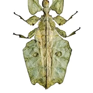 Leaf insect C016 / 2231