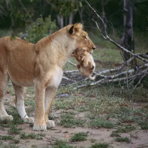 Lioness and cub