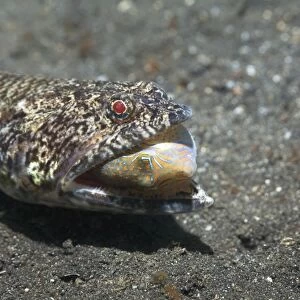 Lizardfish with prey