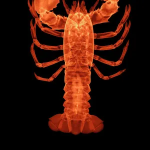 Lobster, X-ray