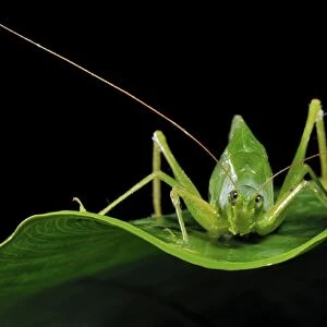 Long-horned grasshopper