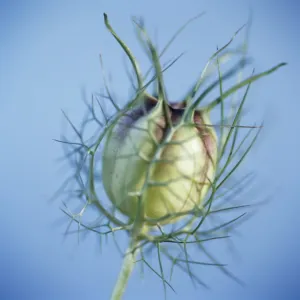 Love in the mist seed head (Nigella sp.)