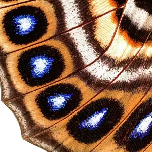 Macrophotograph of Agrias claudina wing