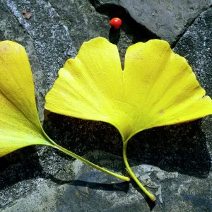 Maidenhair tree leaves (Ginkgo biloba)