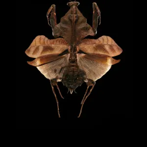 Malaysian dead leaf mantis