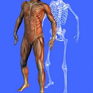 Male anatomy, artwork F006 / 8954