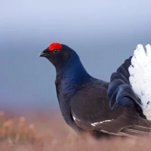 Male black grouse displaying