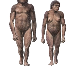 Male and female Homo habilis