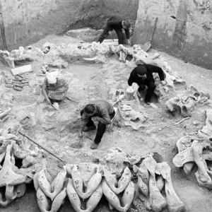 Mammoth bone hut excavation, Ukraine