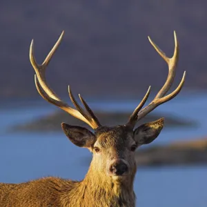 Mature red deer stag