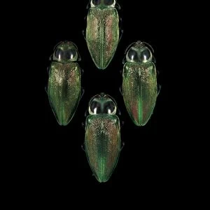 Metallic wood boring beetles