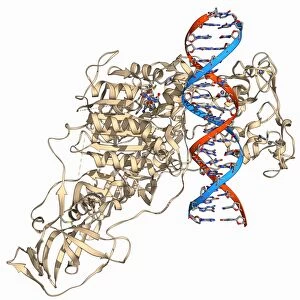 Methyltransferase complexed with DNA F006 / 9711