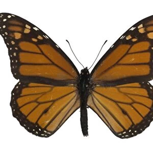 Monarch butterfly C016 / 5678