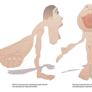 Motor and sensory homunculi