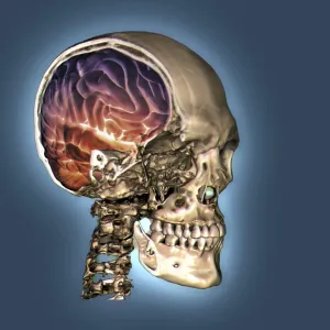 Normal skull and brain, 3D CT scan C016 / 6333