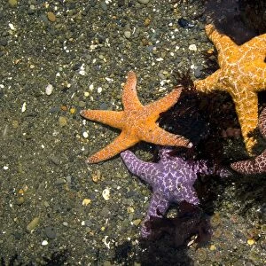Ochre sea stars