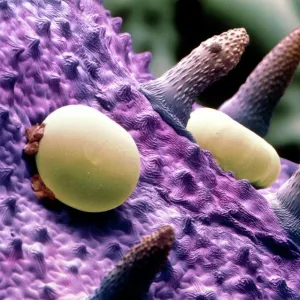 Oil glands on petal of peppermint flower