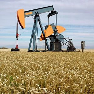 Oil pump in a wheat field