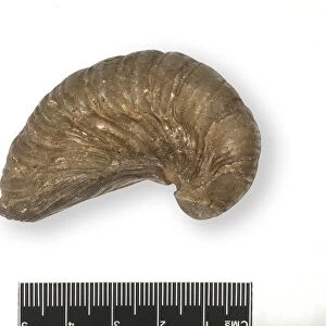 Oyster fossil C016 / 6001