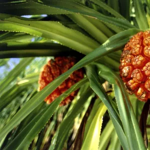 Pandanus fruit