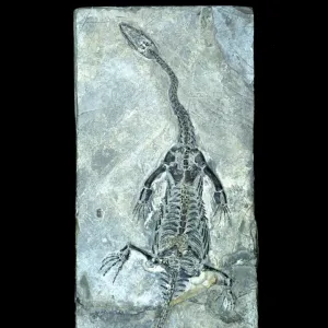 Plesiosaur fossil