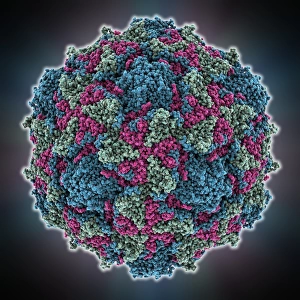 Poliovirus type 1 capsid, molecular model