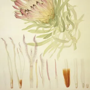 Protea burchellii, 18th century C016 / 5486