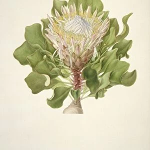 Protea cynaroides, 18th century C016 / 5487