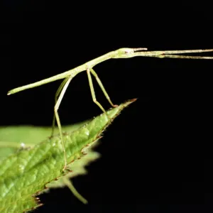 Queensland Titan stick insect