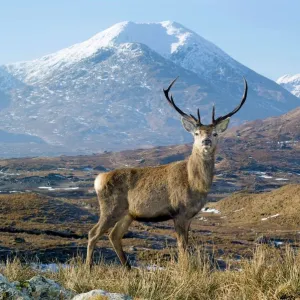 Red deer stag