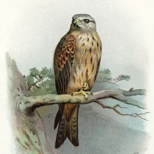 Red kite, historical artwork