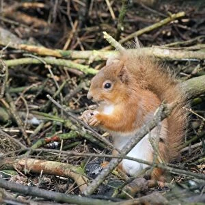 Red squirrel, Scotland, UK