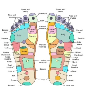 Reflexology foot map, artwork