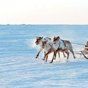 Reindeer racing, Russian Lapland