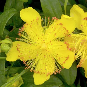 Rose-of-Sharon (Hypericum calycinum)