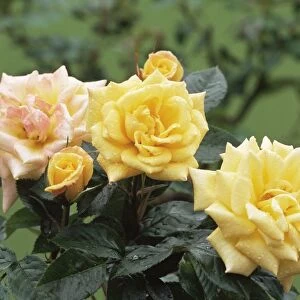 Roses (Rosa Golden Showers )
