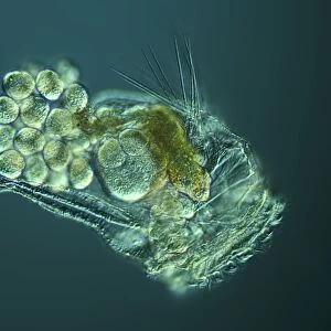 Rotifer with eggs, light micrograph C016 / 8587