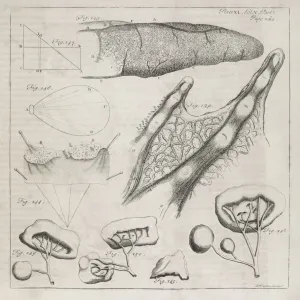 Science illustrations, 18th century