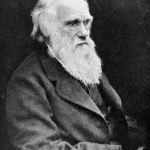 Print of Charles Darwin in old age Print of Charles Darwin in old age