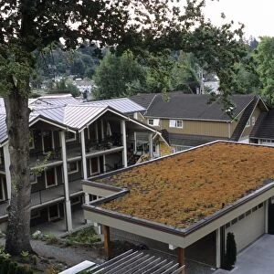 Sedum roof, mid-August