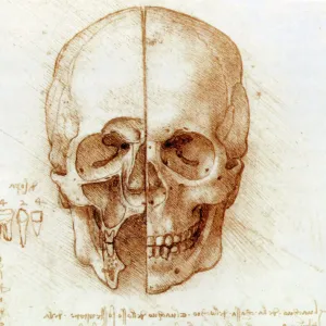 Skull anatomy by Leonardo da Vinci