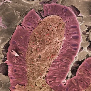 Small intestine villus, SEM