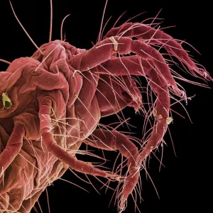 Spider mite, SEM