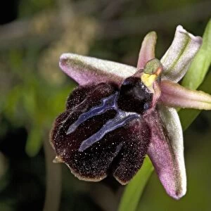 Spruners orchid (Oprhys spruneri)