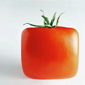 Square tomato